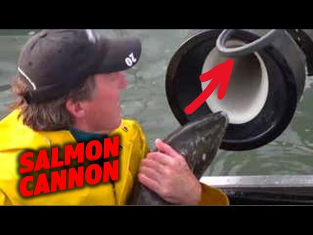 The Salmon Cannon: Revolutionary Tech Helping Fish and Saving Orcas