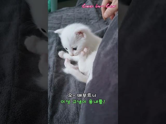 5월 13일 우리집 다섯째 "솜사탕 같은 솜이" 첫 만나는 날 ^^