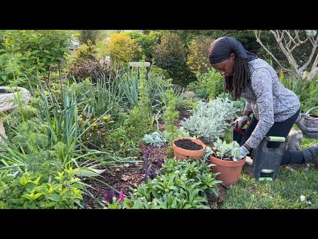 How to Propagate Sedum  RESULTS