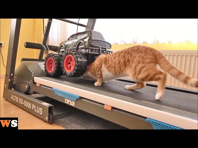 Cat Tries to Hide Under a Moving Truck on a Treadmill