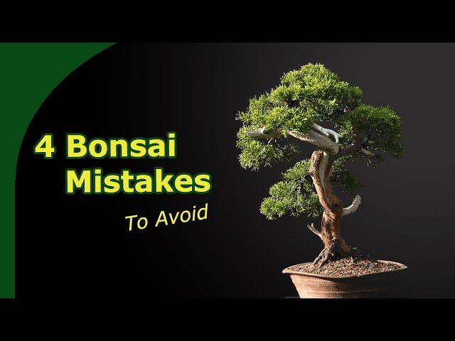 Grow Better Bonsai Faster || 4 Bonsai mistakes to avoid