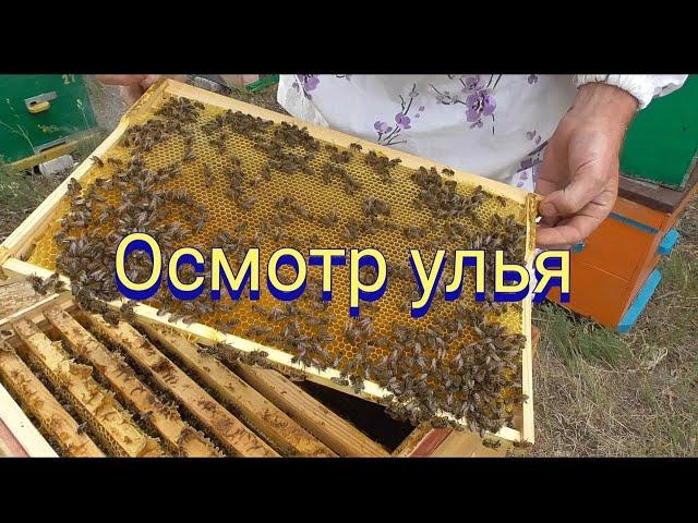 Осмотр двенадцати рамочного улья после тихой смены матки.Развитие пчелосемьи в УЛЬЕЙСИБИРИ.