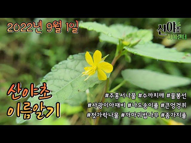 2022년 9월 1일 산야초 이름알기 #산야초 #산야초하이랜더 #야생화 #진안군 #약초 #산나물