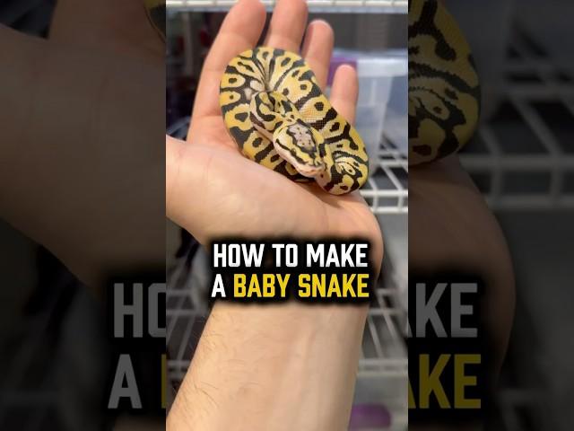 How to make an egg tub and incubate snake eggs! #snakebreeding