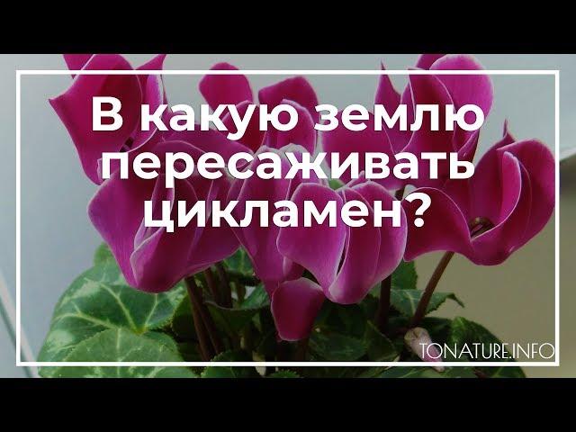 В какую землю сажать цикламен? | toNature.Info