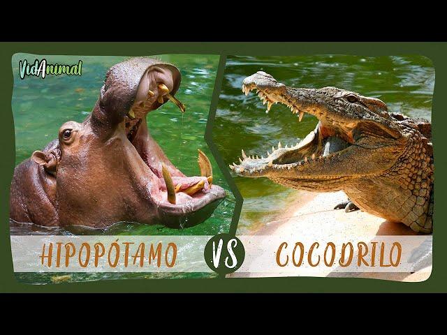 HIPOPÓTAMO vs COCODRILO del NILO: ¿Cuál es el dueño de los ríos?