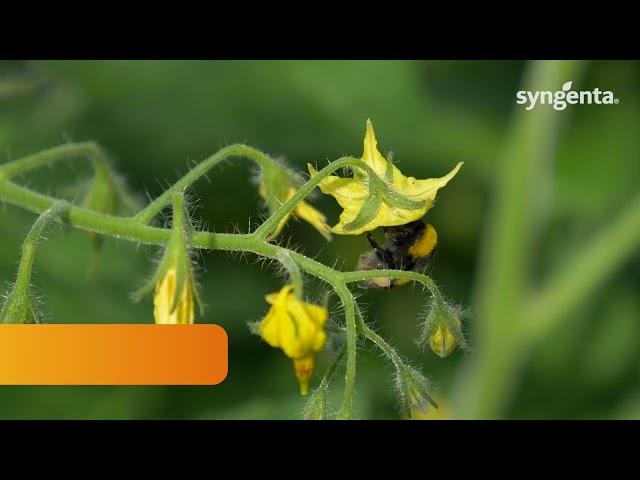 Syngenta Vegetable Seeds: Prodelle