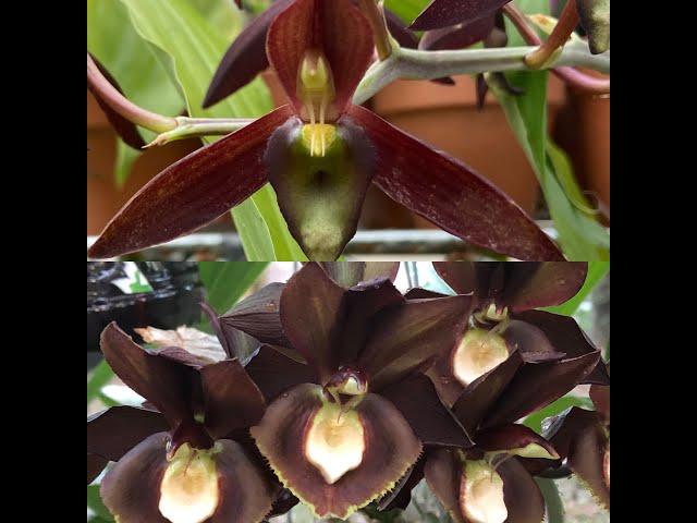 How to pollinate Catasetum