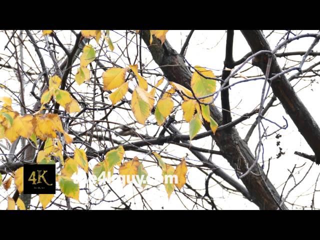 4K UHD - Yellow-Bellied Sapsucker (Sphyrapicus varius) spooked off by House Sparrow