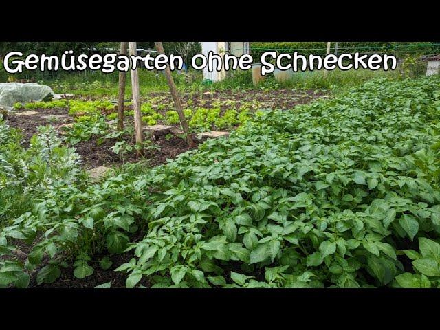 Gemüsegarten ohne Schnecken - so klappt's bei mir