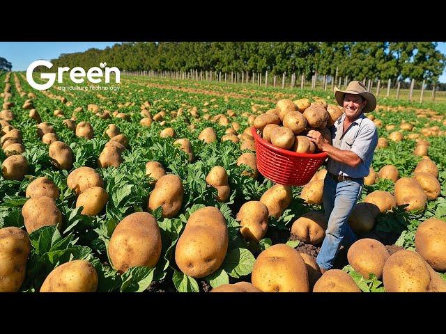 Potato Farming - Potato Harvesting & Potato Chips Making Process  | Agriculture Technology
