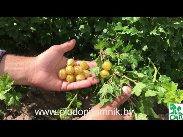  Самый ранний сорт крыжовника Яровой. Желтый крыжовник суперраннего срока созревания. 