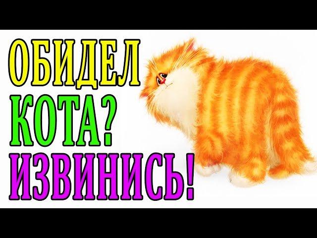 ОБИЖЕННЫЙ КОТ. КАК ПРАВИЛЬНО ИЗВИНИТЬСЯ и получить его прощение