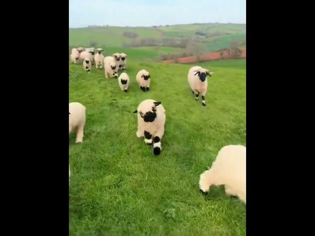 Zoomies! Happy Sheep Sprinting Through the Field #cutefarmanimal #animals #cute