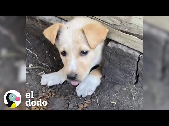 Cachorra le indica a su rescatista dónde están sus hermanitos I El Dodo