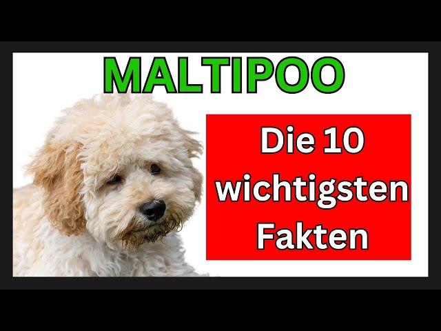  Maltipoo Hunderasse   Die 10 wichtigsten Fakten zum Maltipoo