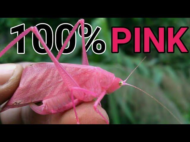 belalang daun  (pink katydid)