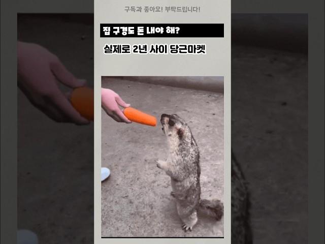집 구경만 해도 돈을 내야 한다고? #부동산 #아파트 #임장