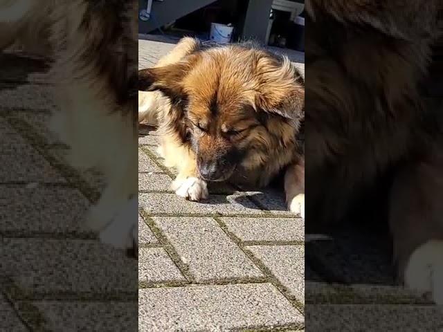 Dog VS Fly