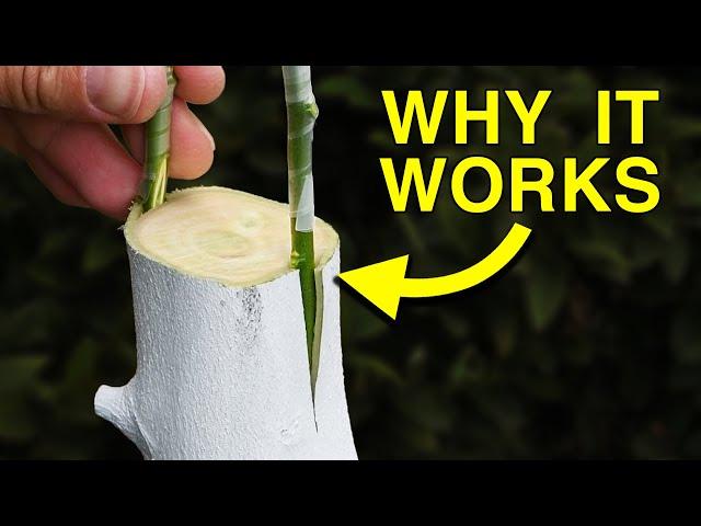 Easy Way to Graft a New Variety to a Fruit Tree