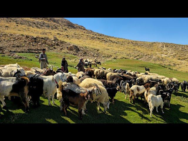 A documentary about sheep grazing in the mountains and nature | documentary about the nomadic life