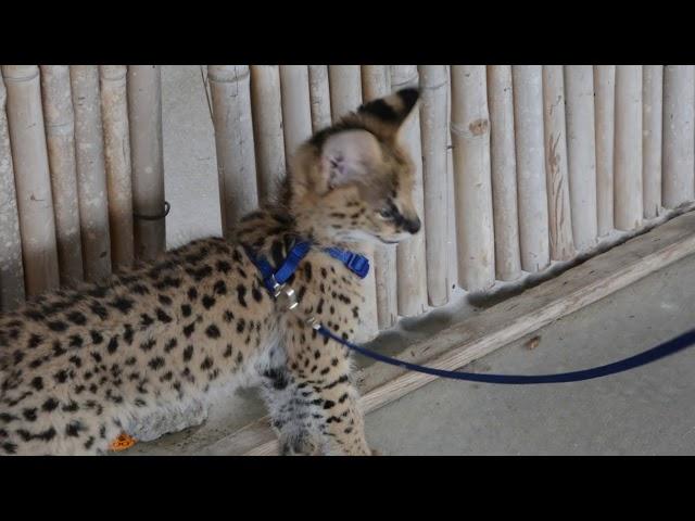 Zeke - Serval kitten