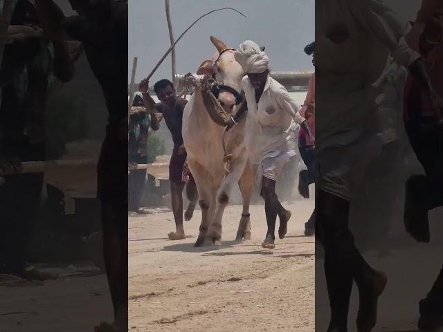 Karnataka state Chandrabanda bulls race-bulls videos-cattle race videos-oxen race-bulls-ox videos-ox