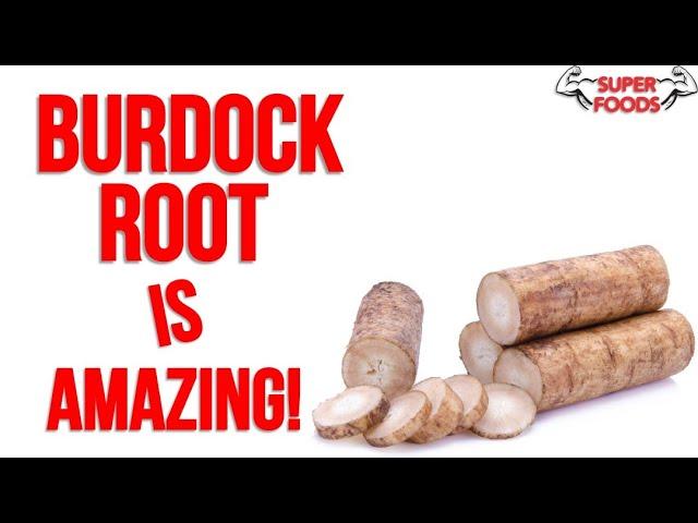 10 Burdock Root Benefits YOU NEED TO KNOW!