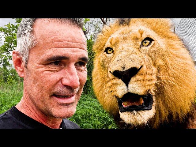 Do the LIONS Remember Me? | The Lion Whisperer