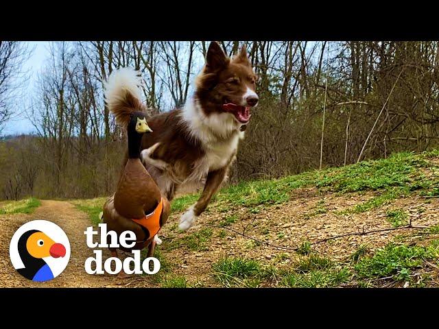 Abandoned Ducks Stalks New Family Until They Take Him Home | The Dodo