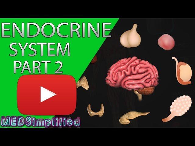 Human Endocrine System Made simple PART 2