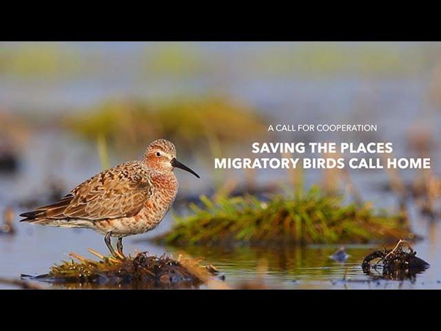 A Call for Cooperation - Saving the Places Migratory Birds Call Home