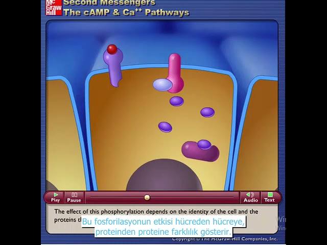 ikincil haberciler olarak cAMP ve Ca++2 McGraw Hill Animasyon Türkçe çeviri