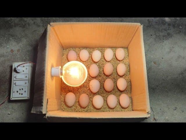 Incubator for chicken eggs || How to hatch a chicken egg at home