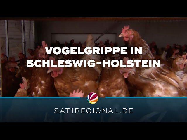 Vogelgrippe in Schleswig-Holstein nachgewiesen