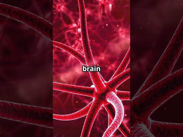 5 Intresting facts about Brain must watch #facts #viralfacts #truefacts #brain