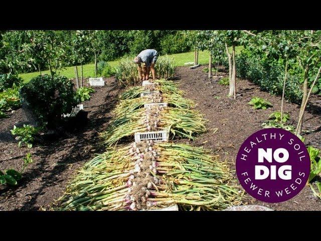 Grow garlic, an easy crop with no dig, hard or softneck, and tips for harvest