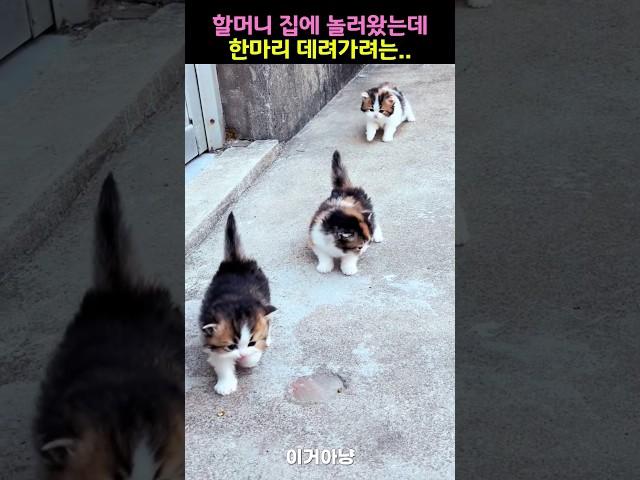 할머지 집에 놀러갔는데 한마디 데려가려는..