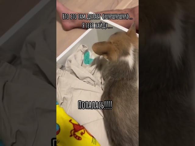 Забавные Корги Вельш Пемброк / Корги Микка 2 месяца #коргипемброк #забавныеживотные #funnyanimals