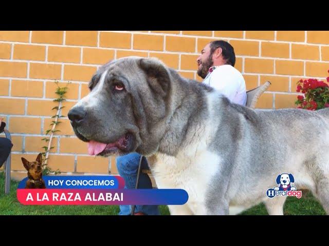 HeralDog | ALABAI o Perro pastor de Asia Central | Germán Salgado | CASA SALGADO | Perros Premier