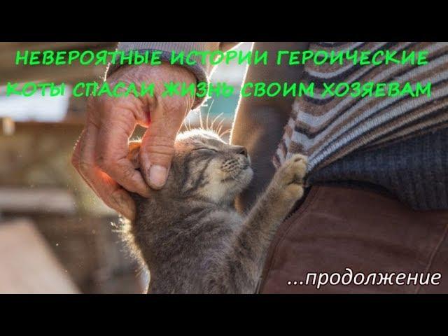 НЕВЕРОЯТНЫЕ ИСТОРИИ ГЕРОИЧЕСКИЕ КОТЫ СПАСЛИ ЖИЗНЬ СВОИМ ХОЗЯЕВАМ  Продолжение