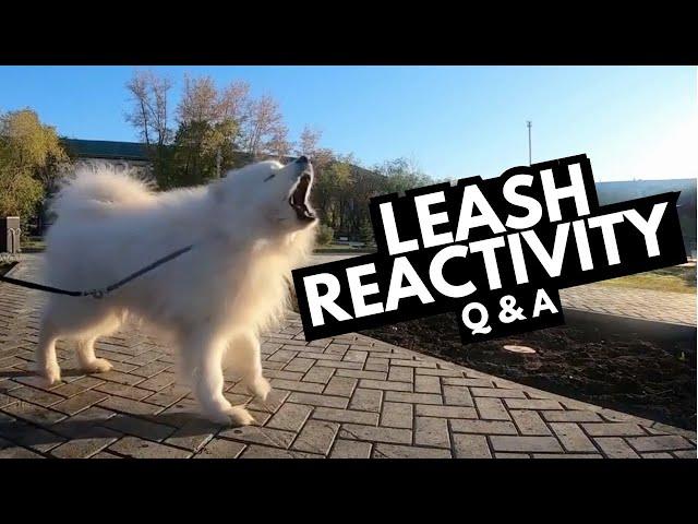 Leash Reactivity Q&A: Tips for Off-Leash Dogs & Food Motivation