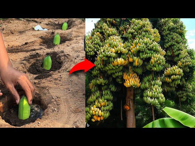 How to Growing Banana Fruit to Many Banana Tree, Grafting Banana Tree