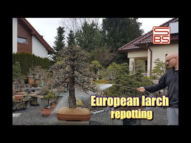 Repotting large bonsai -Larix decidua step by step