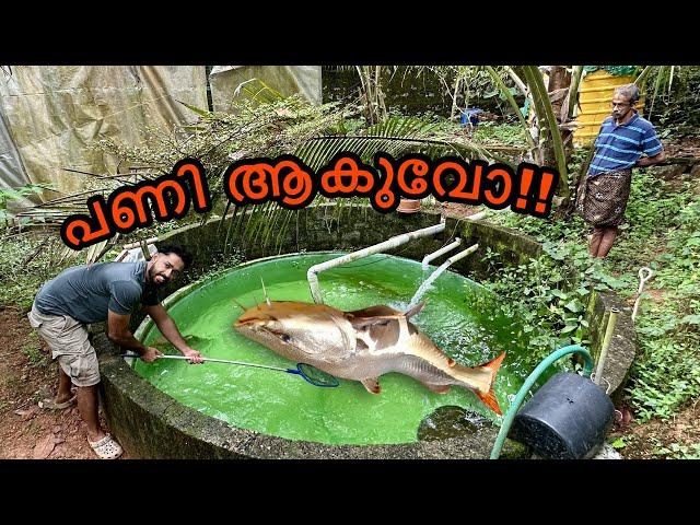 ചത്തുപോകാതെ കിട്ടിയാൽ ഭാഗ്യം!!! | GIANT red tail cat fish in backyard pond