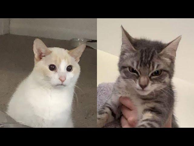 Try Not To Laugh  New Funny Cats Video  - Just Cats Part 23