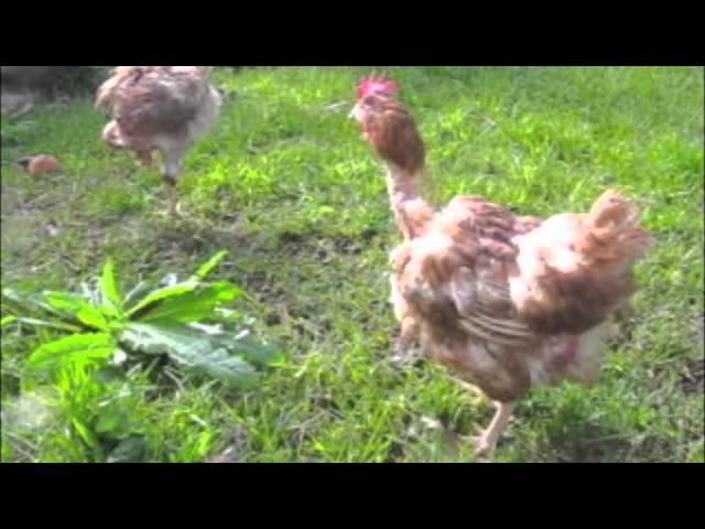 Ex Battery Hens First Moments of Freedom