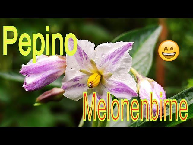 Pepino Melonenbirne Solanum muricatum blüht und fruchtet // Gartenschlau.com