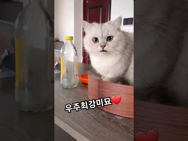 너 왜이리 이쁜거냥 #이쁜고양이 #미묘 #미묘냥 #고양이애교 #cutecat