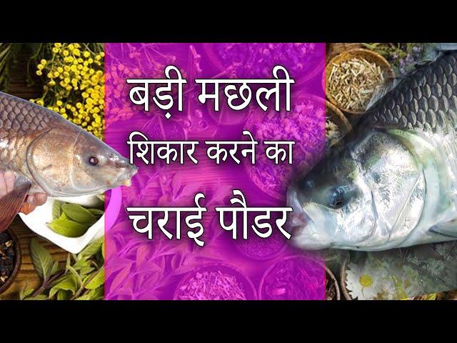 बड़ी मछली शिकार करने का चराई पौडर Amazing Kaali Charaai Powder For Rohu Catla #Fishing Hindi Video